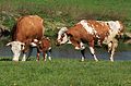 Kühe mit Kalb an der Zwickauer Mulde im Dorf Remse bei Waldenburg, FFH-Gebiet DE-4842-301 „Mittleres Zwickauer Muldetal“.