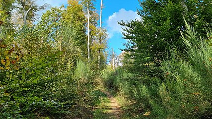 De Léierpad am Härebësch