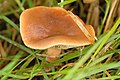 Lactarius fulvissimus