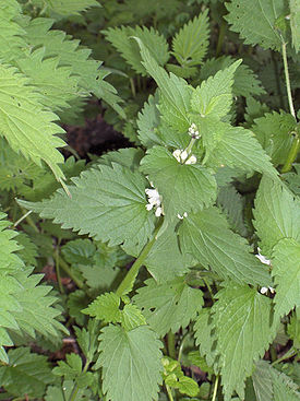 http://upload.wikimedia.org/wikipedia/commons/thumb/3/3e/Lamium_album%2801%29.jpg/275px-Lamium_album%2801%29.jpg