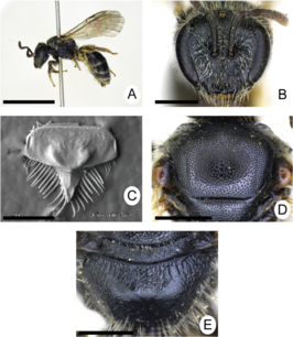 Lasioglossum kiautschouense