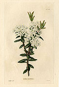 534 Ledum latifolium