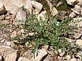 Kalužník Peplis nummulariifolia (syn. Lythrum borysthenicum)