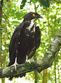 Fledermausaar am Kinabatangan in Malaysia