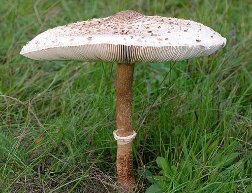 Macrolepiota2