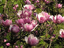 Magnolia × soulangeana