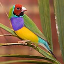 Взрослый мужчина Gouldian Finch.jpg