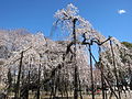 樹齢400年の伏姫桜