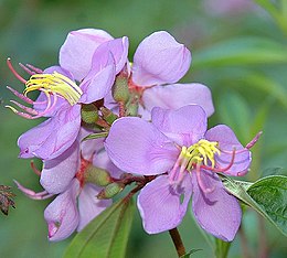 Indinis juodainis (Melastoma malabathricum)