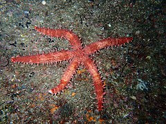 Mithrodia bradleyi (Golfe de Californie).