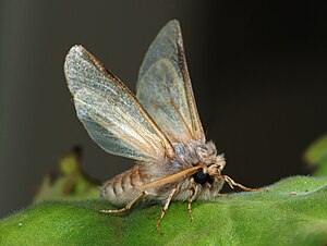a male Pine Processionary moth (Thaumetopoea p...