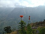 ムランジェ山内の植物