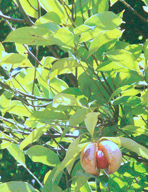 Muskaatnödbuum (Myristica fragrans) mä eebensprüngen frücht.