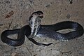 A Chinese cobra in a defensive posture.