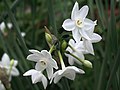 Narcissus papyraceus