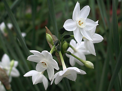 Narcissus white