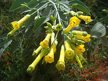 Nicotiana-glauca-20080330.JPG