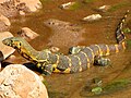 Anguimorpha/Varanidae (Mburukenge Varanus niloticus)