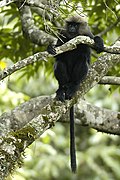 Nilgirie langur in a tree