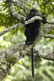 Trachypithecus johnii