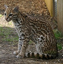 Ocelot (Leopardus pardalis). Ce félin pèse entre 8 et 12 kg. Sa longueur varie de 92 à 144 cm. Sa fourrure est dotée d'ocelles allongées horizontalement sur les flancs. L'Ocelot peut être confondu avec le Margay, mais il est beaucoup plus grand.