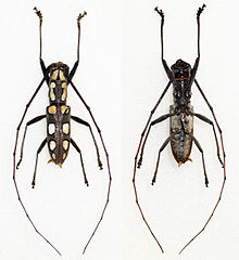 2 combined images with a dried specimen of Olenecamptus optatus viewed from the top and bottom. It has 10 white spots going along its sides on a gray "background". It has long, distinctive antennae.