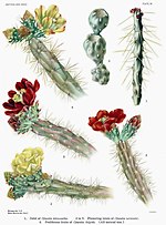 Miniatura para Cylindropuntia × tetracantha