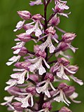 Orchis militarisxpurpurea natural hybrid, photographed in the reserve in 2014