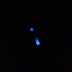 Bioluminescência da larva do Diptera Orfelia fultoni, na ausêcia de luz.