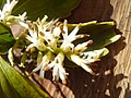 Květenství pachysandry klasnaté (Pachysandra terminalis)