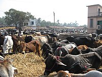 Cattle market