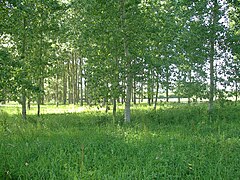 La plantation de peupliers.