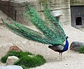 Pfau / Kamera: Fuji FinePix S6500fd