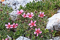 Mochna Potentilla nitida . VZ