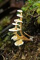 Podoserpula pusio, Mount Field National Park, Collinsvale, Tasmania, Australia