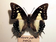 珠波尾蛺蝶 P. jupiter