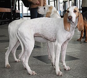 Porcelaines présentés à une exposition canine en Pologne.