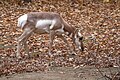 Pronghorn