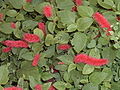 Acalypha chamaedrifolia