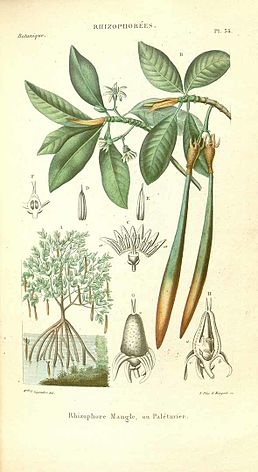 Ілюстрація з «Histoire naturelle des végétaux»