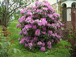 http://upload.wikimedia.org/wikipedia/commons/thumb/3/3e/Rhododendron_catawbiense_a4.jpg/250px-Rhododendron_catawbiense_a4.jpg