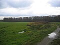 Ruhland, Schwarzheider Grenze (Flurname Ruhland) an der Zufahrt von B 169, südlich vom Binnengrabenübergang mit Blick auf den Eichbusch, Nordnordwestansicht, Herbst; vorn Schwarzheider Grenze (Flurname Ruhland), Wald Eichbusch (Flurname Ruhland; landläufig auch Eichwald), links hinten An der Schwarzen Elster (West) (Flurname Ruhland)