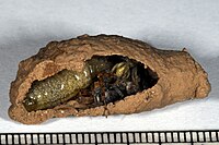 Larva a pavouci sloužící jako potrava v hnízdě kutilky asijské Sceliphron curvatum.
