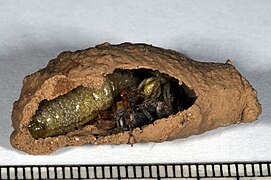 Intérieur d'un « pot » avec une larve de Sceliphron curvatum et garni de ses proies paralysées