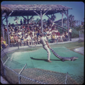 Sea-Arama Marineworld Texas, Alligator Wrestling Show, Circa 1973, Featured on: Sea-Arama Marineworld