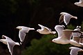 Silver Gulls in flight.jpg