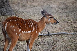 Sitatunga (Tragelaphus spekeii gratus), patelė