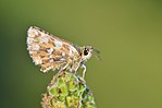 Spialia sertorius – Flügelunterseite