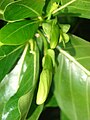 Flower buds