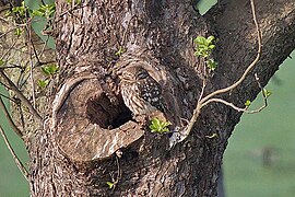 Steinkauz beim Sonnenbad an seiner Obstbaum-Höhle